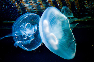 blue jellyfish in water © Алина Каханова