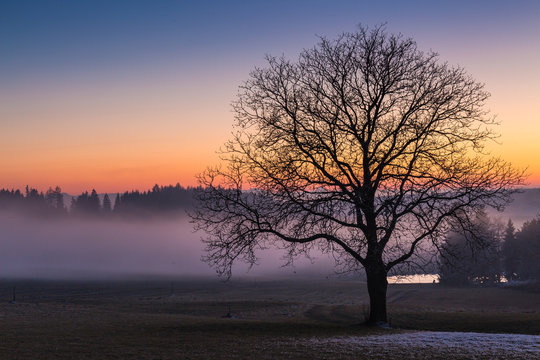 sunset landscape with tree and lake in Upper Austria in winter