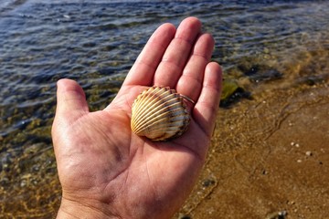 shell in the hand