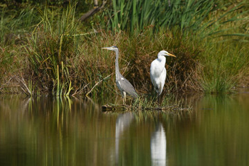 Great egret (Ardea alba) and Grey heron (Ardea cinerea), real wildlife - no ZOO