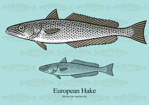European Hake. Vector illustration with refined details and optimized stroke that allows the image to be used in small sizes (in packaging design, decoration, educational graphics, etc.)
