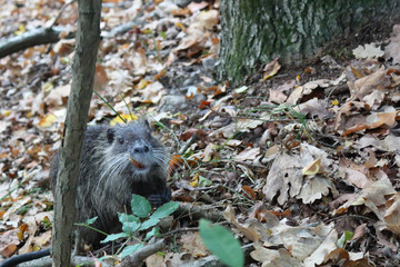 Naklejka na ściany i meble A nutria, or coypu, a large, herbivorous, semiaquatic rodent, eating an acorn on brown leaves in the Ticino national park forest in autumn, in the Piedmont region, Italy