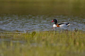 Tadorne de Belon (Tadorna tadorna - Common Shelduck)