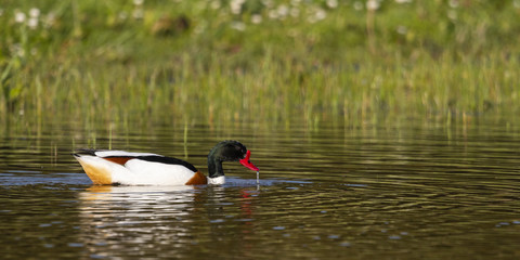 Tadorne de Belon (Tadorna tadorna - Common Shelduck)