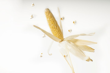 Fototapeta kolba kukurydzy na białym tle obraz