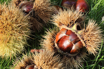A close view of some Spanish chestnuts (Castanea sativa) from the top (tuft or flame can be seen),...