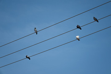 Five birds on three wires, Tel Aviv, Israel