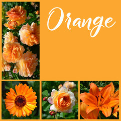 Orange flowers collage. Notebook cover design