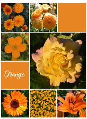 Orange flowers collage. Notebook cover design