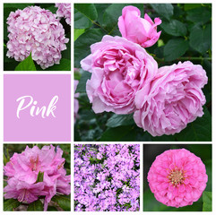 Pink garden flowers collage