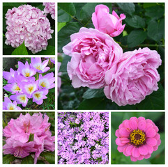 Violet garden flowers collage