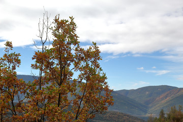 Obraz premium Branches with yellow leaves in autumn along the path from the small Yebra de Basa town to Santa Orosia church on the Pyrenees mountains, Aragon, Spain