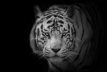 Fototapeta premium Bengal White Tiger