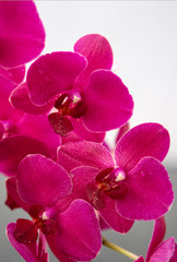 Fototapeta na wymiar Pink Orchid Flowers isolated on blur background.