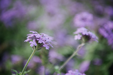 close-up shot of beautiful purple field flowers