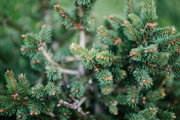 close-up shot of beautiful green spruce branches