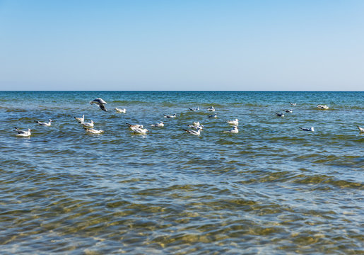 Fototapeta  flock of white sea gulls floating on the waves of the Black Sea
