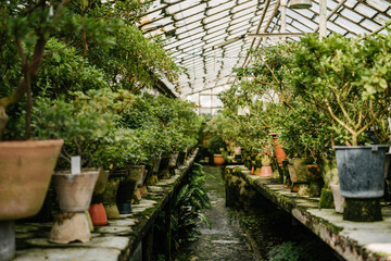 various plants growing in pots at glasshouse