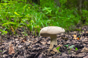 Mushroom in the forest
