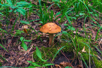 Mushroom in the forest