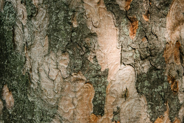 close-up shot of termite patterned tree bark under sunlight