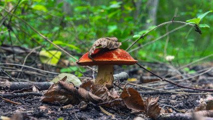 Mushroom in the forest