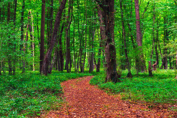 Path in the bright green forest