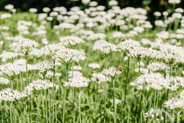 close-up shot of bees sitting on beautiful white field flowers