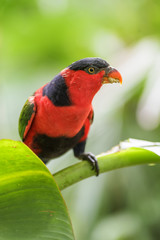 Black-capped Lory - Lorius lory, beautiful red and blue parrot from New Guinea forest and woodlands.