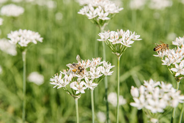 close-up shot of bees sitting on white field flowers