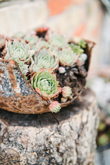 close-up shot of beautiful sempervivum plants in rusty bowl as pot