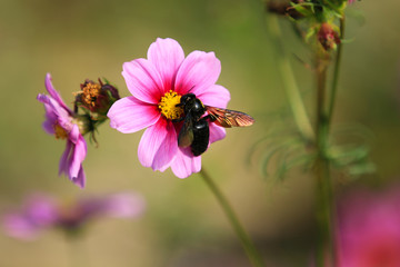 Fototapeta premium A bee perched on a cosmos flower
