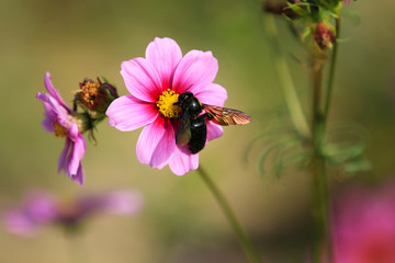 A bee perched on a cosmos flower