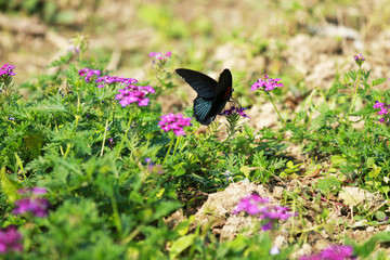 A butterfly fluttering among flowers