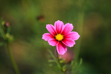 comos flower in full bloom