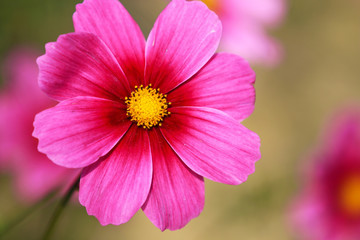 Obraz premium Cosmos flower in full bloom