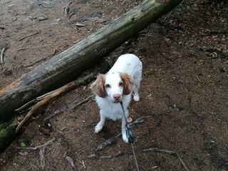 Hund vor Strassensperre