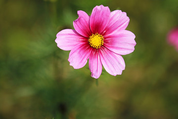 Obraz premium cosmos flower in full bloom