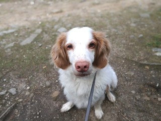 Neugieriger Bretonenspaniel Setter Mix