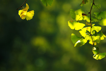 Obraz premium A close-up of ginkgo leaves in autumn