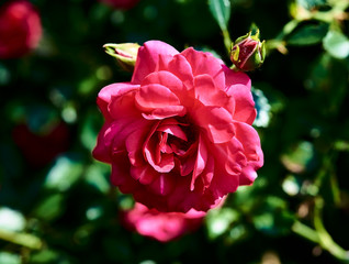 Pink rose
