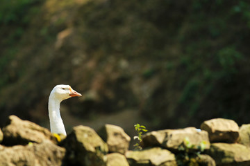 A goose swimming in a pond