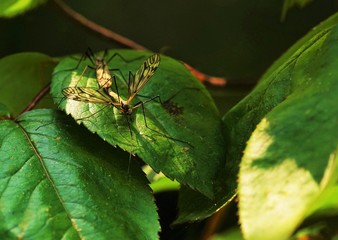 Crane fly on a pond