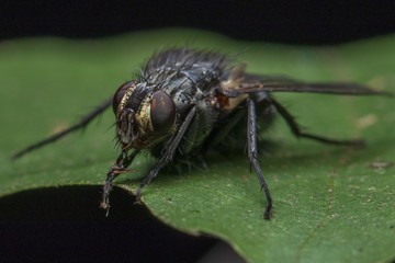 Closeup of the eyes of a fly sitting on a leaf