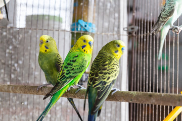 The Group of  Budgerigar