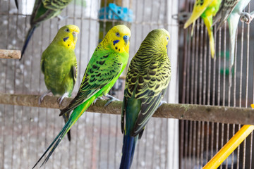 The Group of  Budgerigar