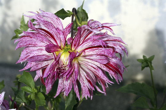 Rare dahlia flower