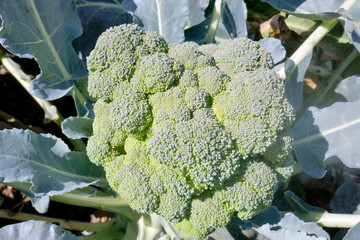 One plant ripened broccoli in the garden  in sunlight