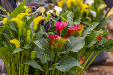 Journées des Plantes de Chantilly