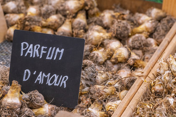 oignons sur un étalage